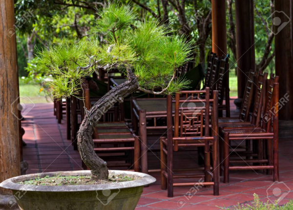 Tanaman bonsai di pojokan